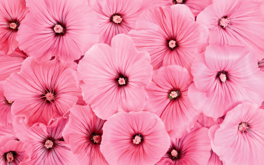 449039 (a): :1920x1200